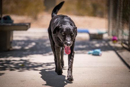 Ella, Labrador Retriever / Shepherd, adult, available for adoption