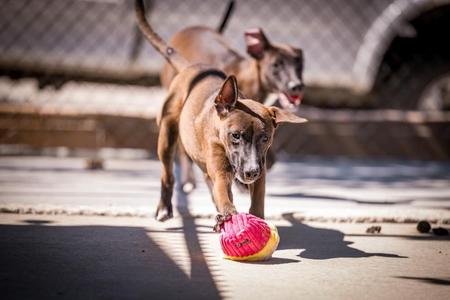 Shania, Shepherd / Belgian Shepherd / Malinois, puppy, available for adoption