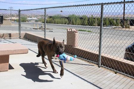 Iris, Shepherd, adult, available for adoption