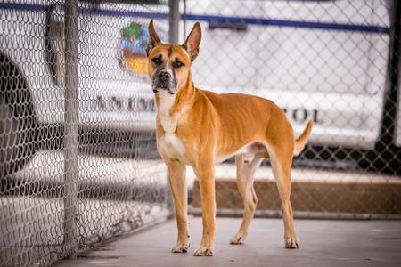 Jeffery, Shepherd, young, available for adoption
