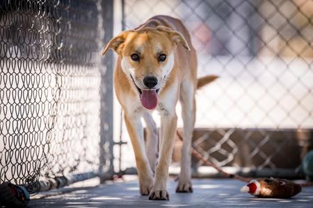 Brownie, Shepherd, young, available for adoption