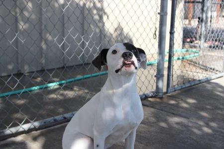 A white dog with black ears and a black patch over one eye sits in front of a chain-link fence.