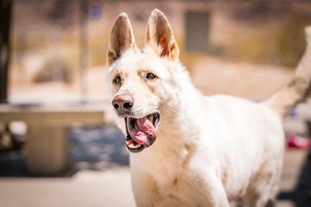 A close-up photograph of a happy white dog, likely a white German Shepherd, with its mouth open and tongue out, standing outdoors.
