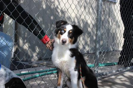 Luna Bell, Australian Shepherd, puppy, available for adoption