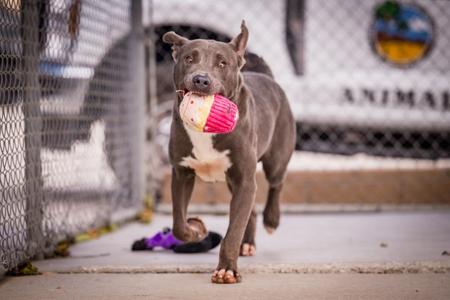 A gray and white dog carrying a pink and white toy in its mouth, walking on a concrete surface near a chain-link fence.