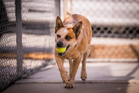 Kisses, Australian Cattle Dog / Blue Heeler, young, available for adoption