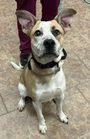 Hop, Australian Cattle Dog / Blue Heeler, young, available for adoption