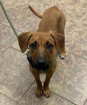 Karen, Black Mouth Cur, puppy, available for adoption