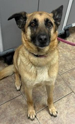 Iggy, German Shepherd Dog, adult, available for adoption