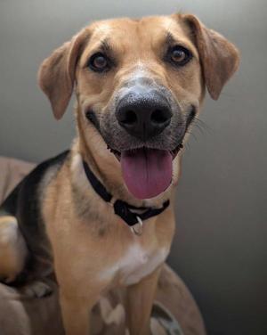 a brown and black dog with a black collar, panting with its tongue out