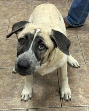 A light-colored dog with black ears and a black nose standing on a tiled floor.