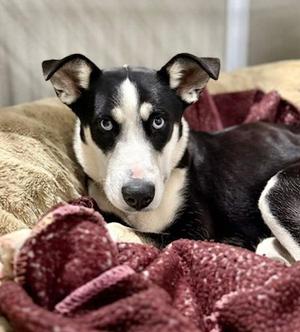 Winter, Siberian Husky, young, available for adoption