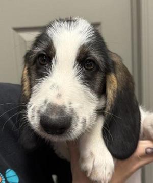 Callum, Basset Hound / Terrier, puppy, available for adoption