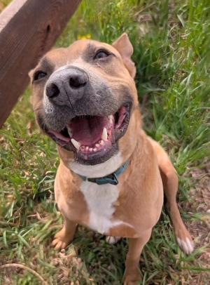 Patches, Pit Bull Terrier / Australian Cattle Dog / Blue Heeler, adult, available for adoption