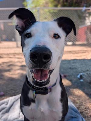 Lily, Border Collie / Belgian Shepherd / Malinois, adult, available for adoption