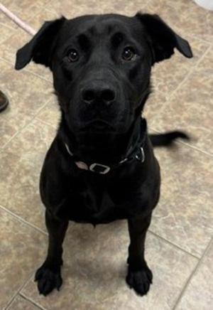 Beau, Labrador Retriever, young, available for adoption