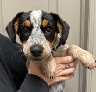 Chili's, Australian Cattle Dog / Blue Heeler, puppy, available for adoption