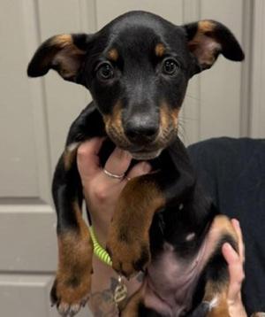 Tootsie, Australian Cattle Dog / Blue Heeler / Doberman Pinscher, puppy, available for adoption