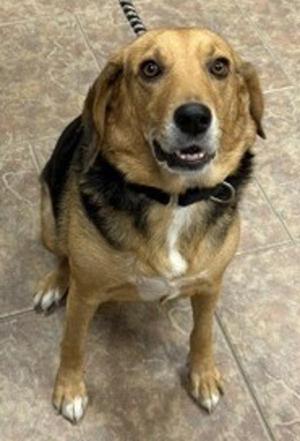Hope, Hound, adult, available for adoption