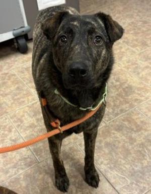 Georgie, Hound / Australian Cattle Dog / Blue Heeler, adult, available for adoption