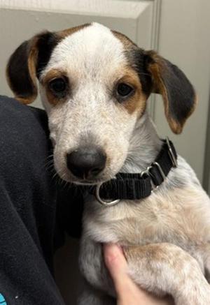 Applebee's, Australian Cattle Dog / Blue Heeler, puppy, available for adoption