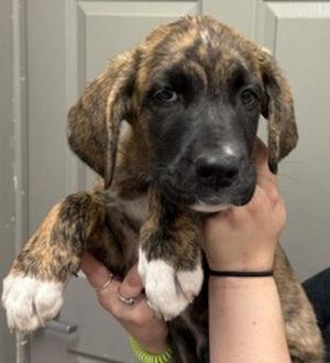 Maple, Saint Bernard / Plott Hound, puppy, available for adoption