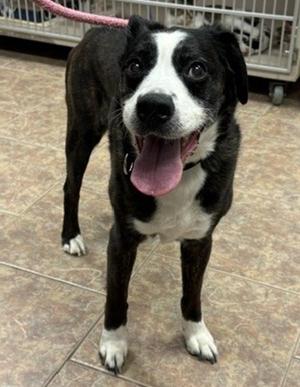 Howlin' Wolf, Boxer / Labrador Retriever, senior, available for adoption