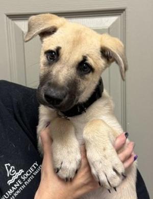 Chai, Shepherd, puppy, available for adoption