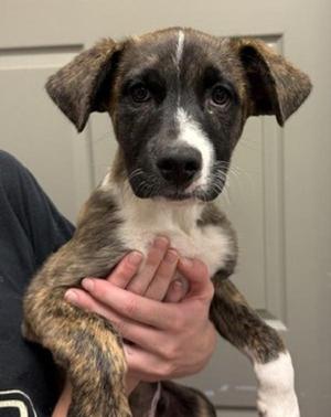 Pine, Saint Bernard / Plott Hound, puppy, available for adoption