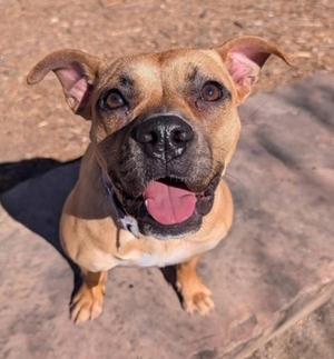 A brown dog with a black nose and floppy ears is looking up at the camera with its tongue out. The dog is wearing a collar and is standing on a concrete surface.