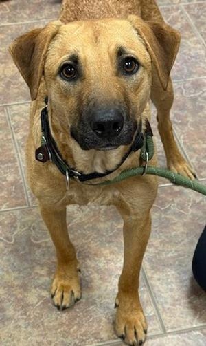 Chewy, Shepherd / Australian Cattle Dog / Blue Heeler, adult, available for adoption