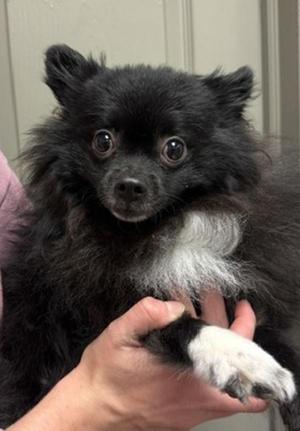 Leonidus, Pomeranian, young, available for adoption