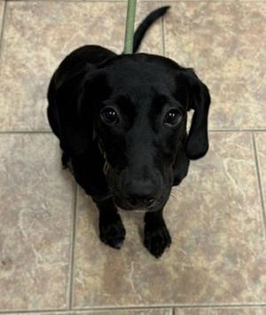 Jae Jae, Hound, young, available for adoption