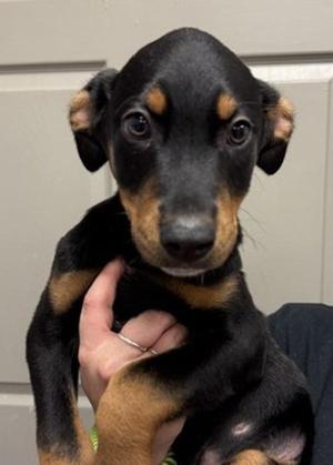 Trent, Australian Cattle Dog / Blue Heeler / Doberman Pinscher, puppy, available for adoption