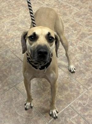 A light brown dog with a black collar and a striped leash, standing on a tiled floor.