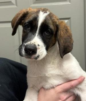 Sequoia, Saint Bernard / Plott Hound, puppy, available for adoption