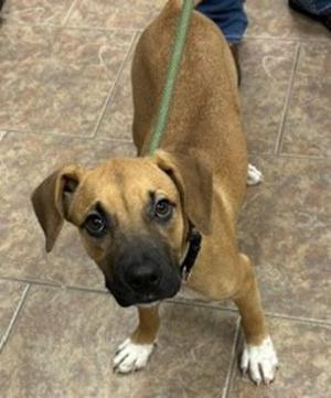 a brown dog with white paws standing on a tiled floor