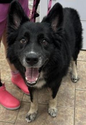 Clarence, German Shepherd Dog, adult, available for adoption