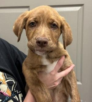 Timber, Saint Bernard / Plott Hound, puppy, available for adoption