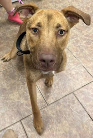 A brown dog with floppy ears and a black collar is standing on a tiled floor, looking directly at the camera.