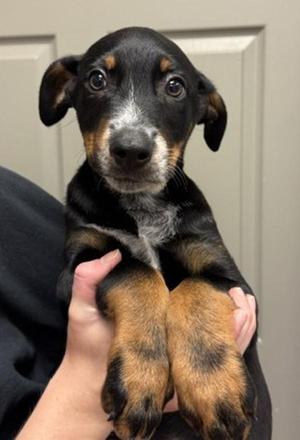 Tom, Australian Cattle Dog / Blue Heeler / Doberman Pinscher, puppy, available for adoption