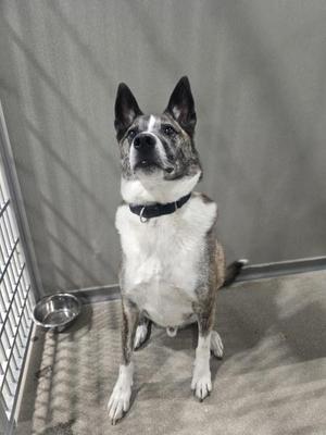 a dog sitting in a kennel