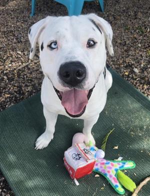 Holstein, Pit Bull Terrier / Mastiff, young, available for adoption