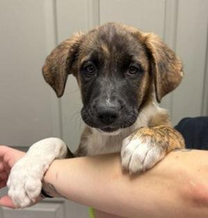 Birch, Saint Bernard / Plott Hound, puppy, available for adoption