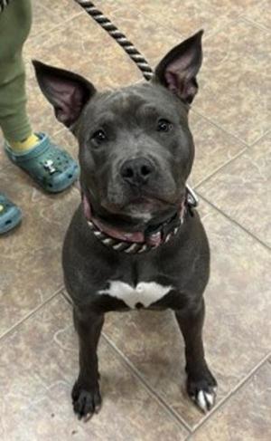 Lola, Pit Bull Terrier, young, available for adoption