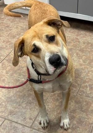 Stevie Nicks, Anatolian Shepherd, adult, available for adoption