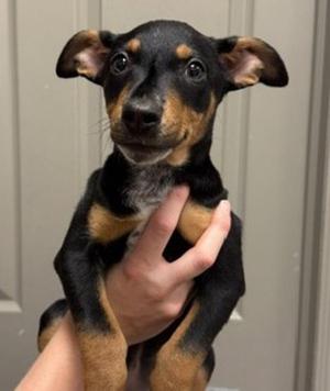 Taci, Australian Cattle Dog / Blue Heeler / Doberman Pinscher, puppy, available for adoption