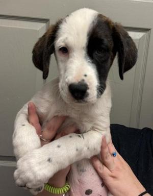 Willow, Saint Bernard / Plott Hound, puppy, available for adoption