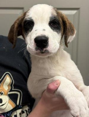Cypress, Saint Bernard / Plott Hound, puppy, available for adoption