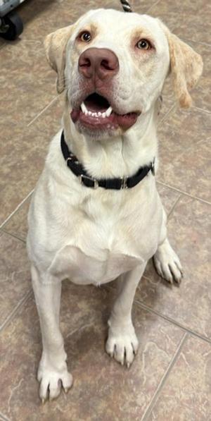 A light-colored dog with a black collar sitting on a tiled floor.